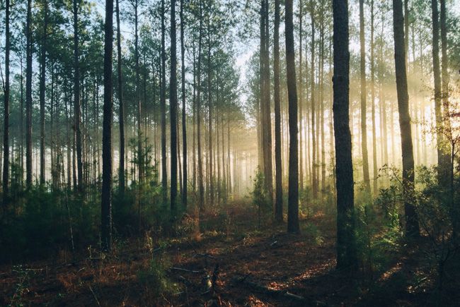 Chasse en forêt,  au premières lueurs du soleil